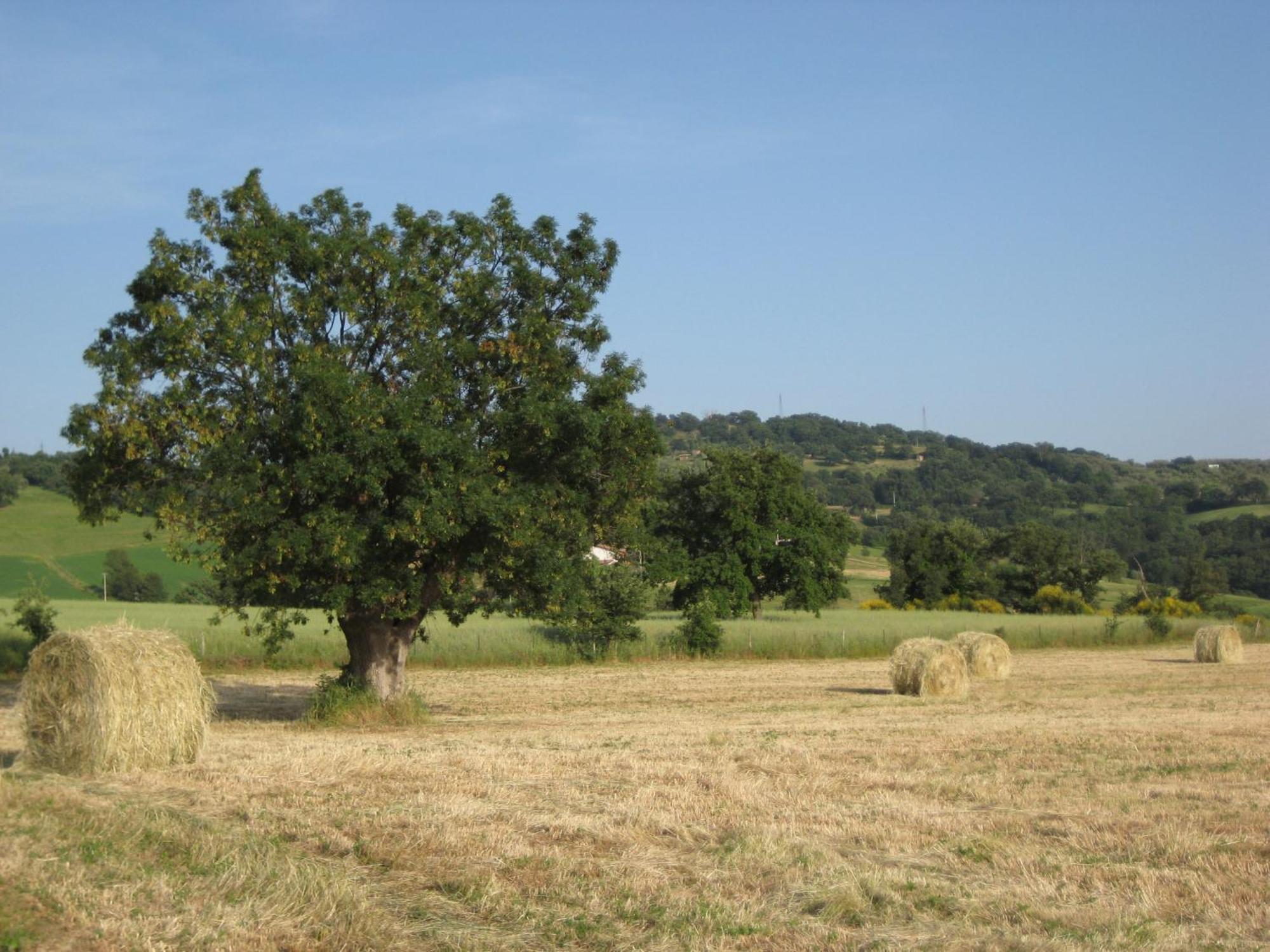 Agriturismo Il Cavallino Saturnia Semproniano Exterior foto
